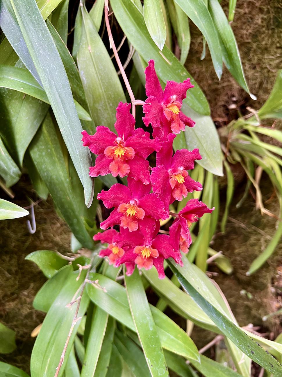 Na farme orchideí.