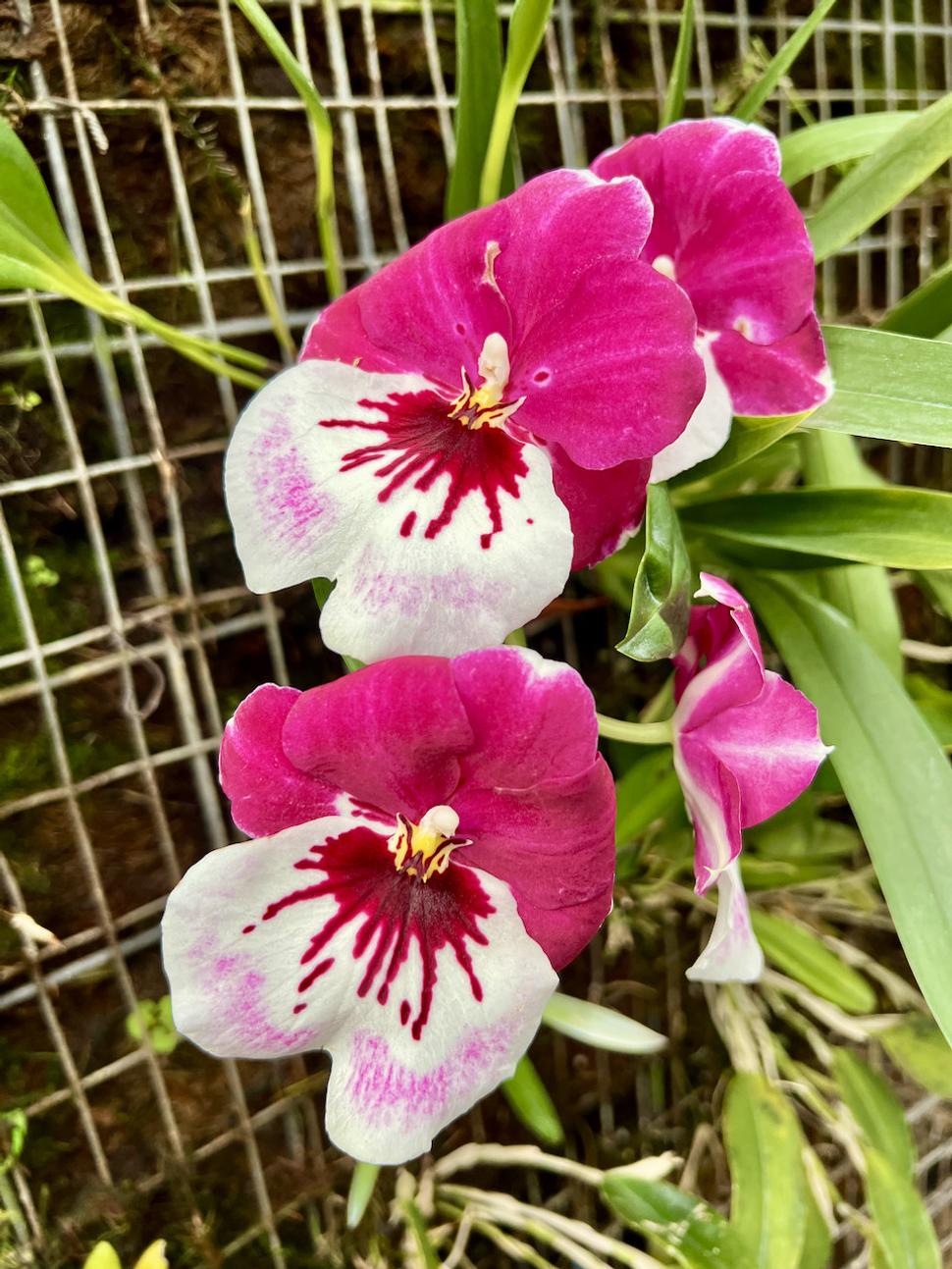 Na farme orchideí.