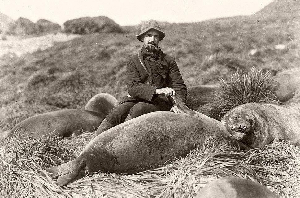Arthur Sawyer, operátor rádiovej stanice, medzi tuleňmi na ostrove Marquarie