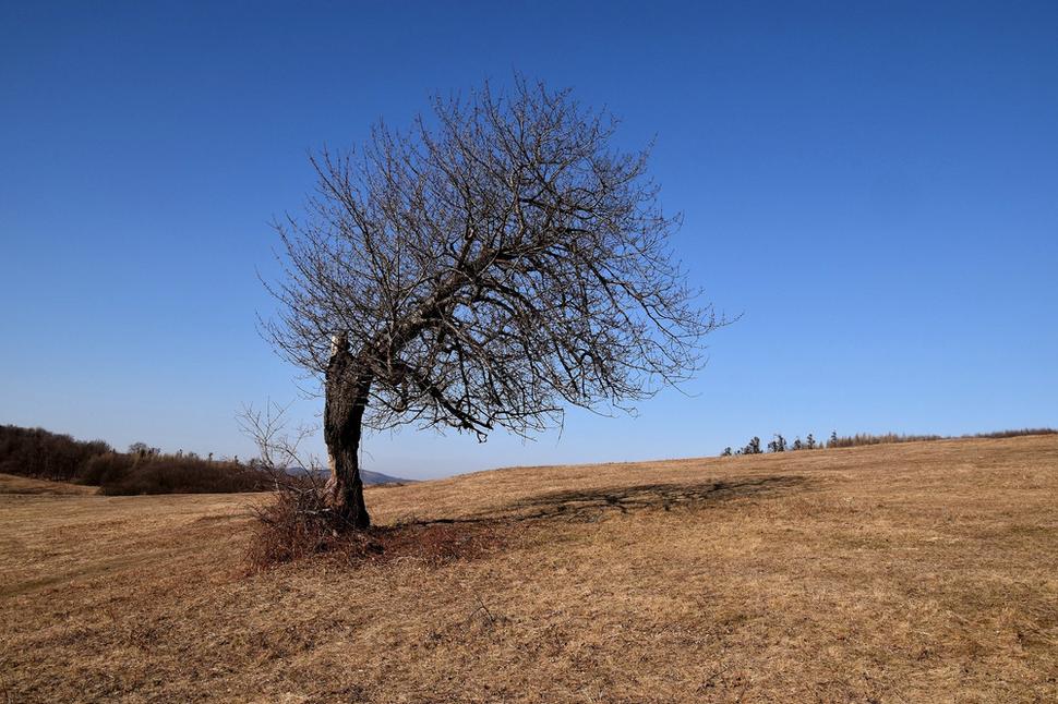 solitéry