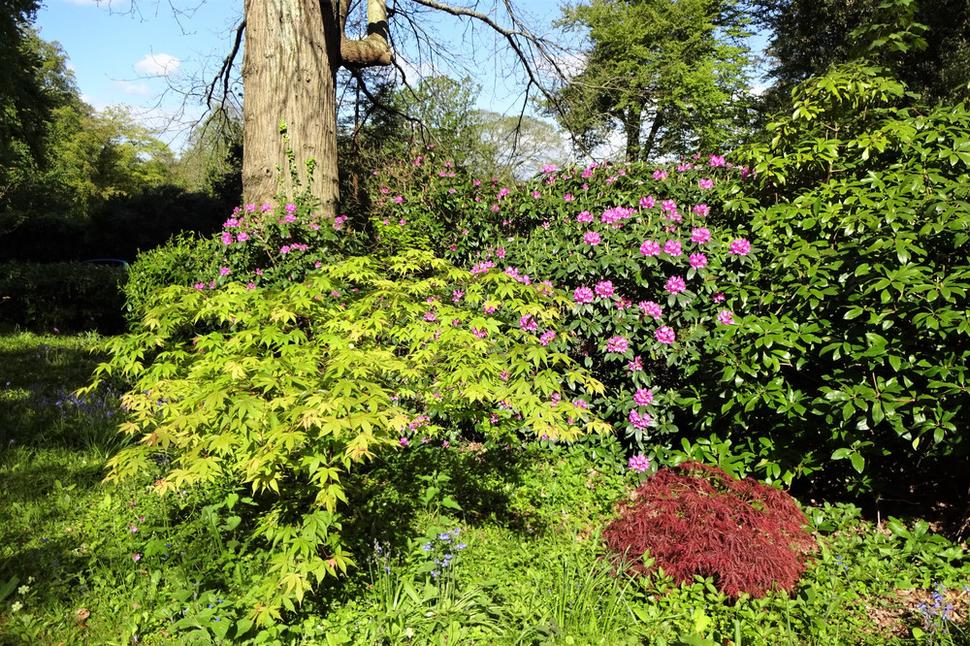 Les rhododendrons éclatent de toutes les couleurs