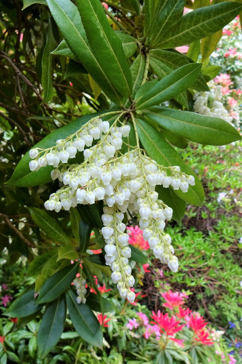 ça ressemble à nos muguet, mais c'est un buisson