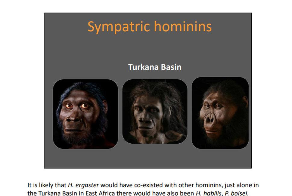 Pravdepodobné rekonštrukcie Homo habilis, Homo rudolfensis a Paranthropus boisei, na základe objevaných lebečných kostí.