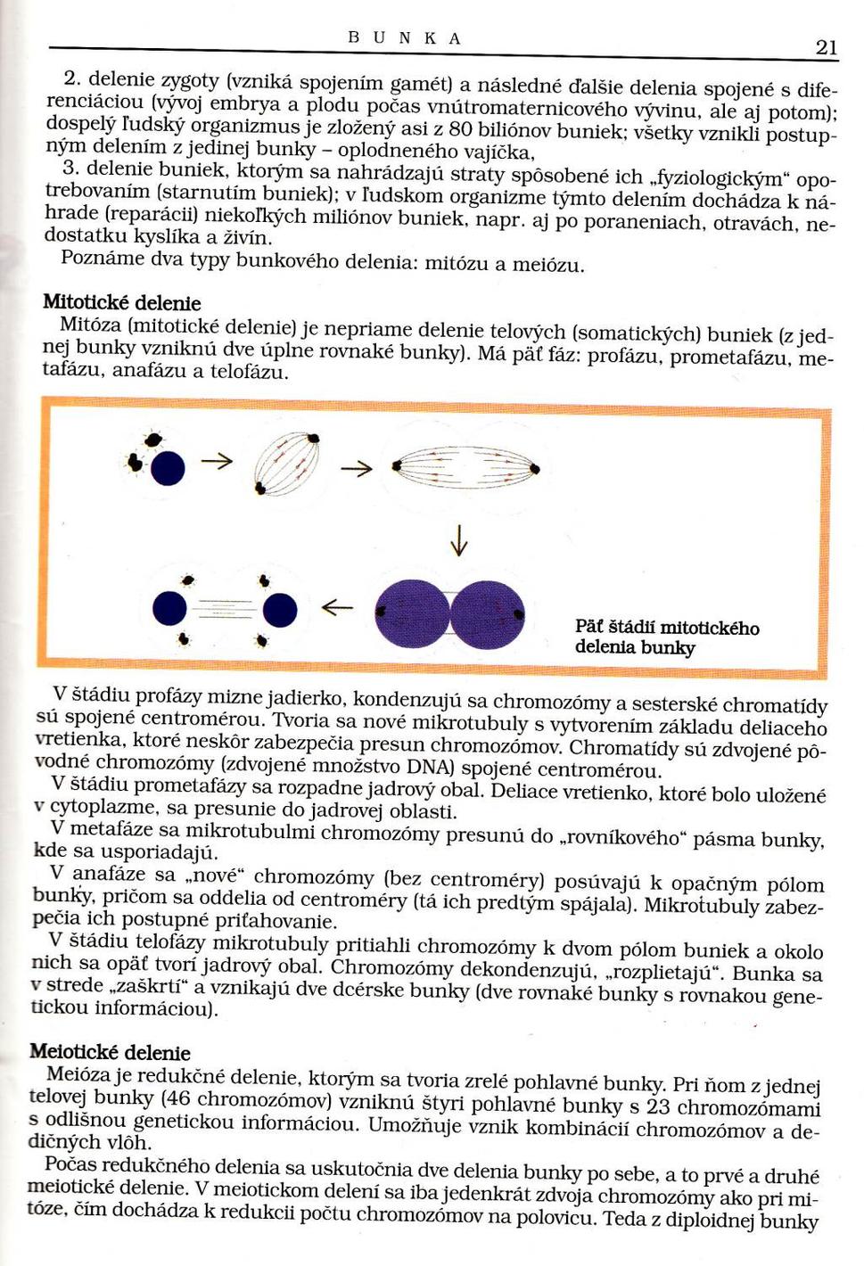 Mitotické delenie buniek v stredoškolskej učebnici