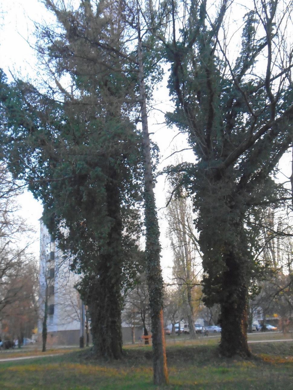 Obrázok blogu