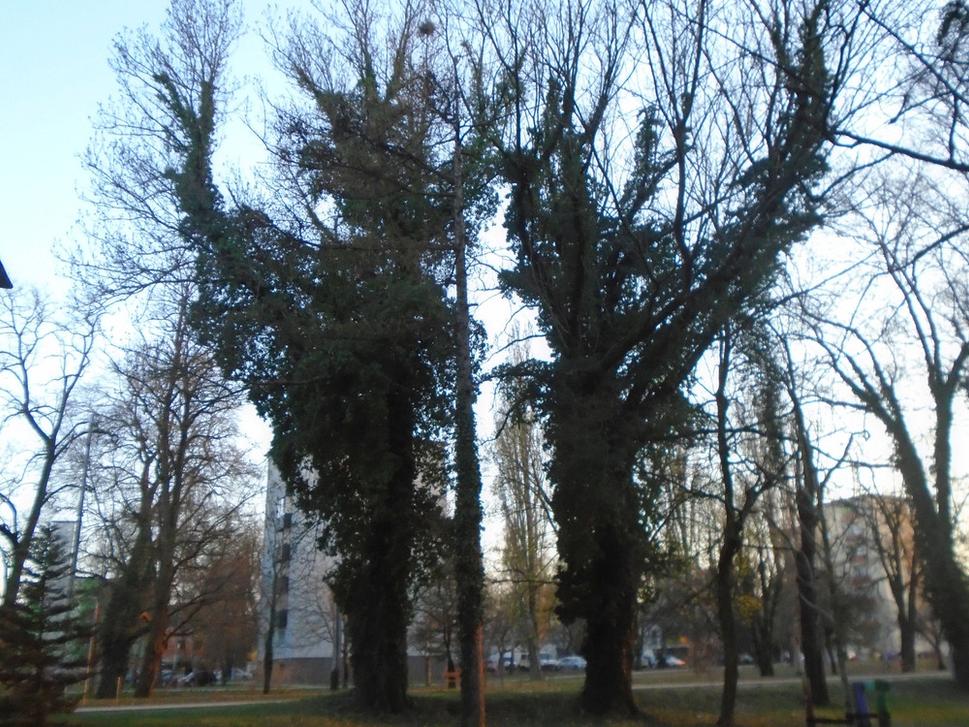 Obrázok blogu
