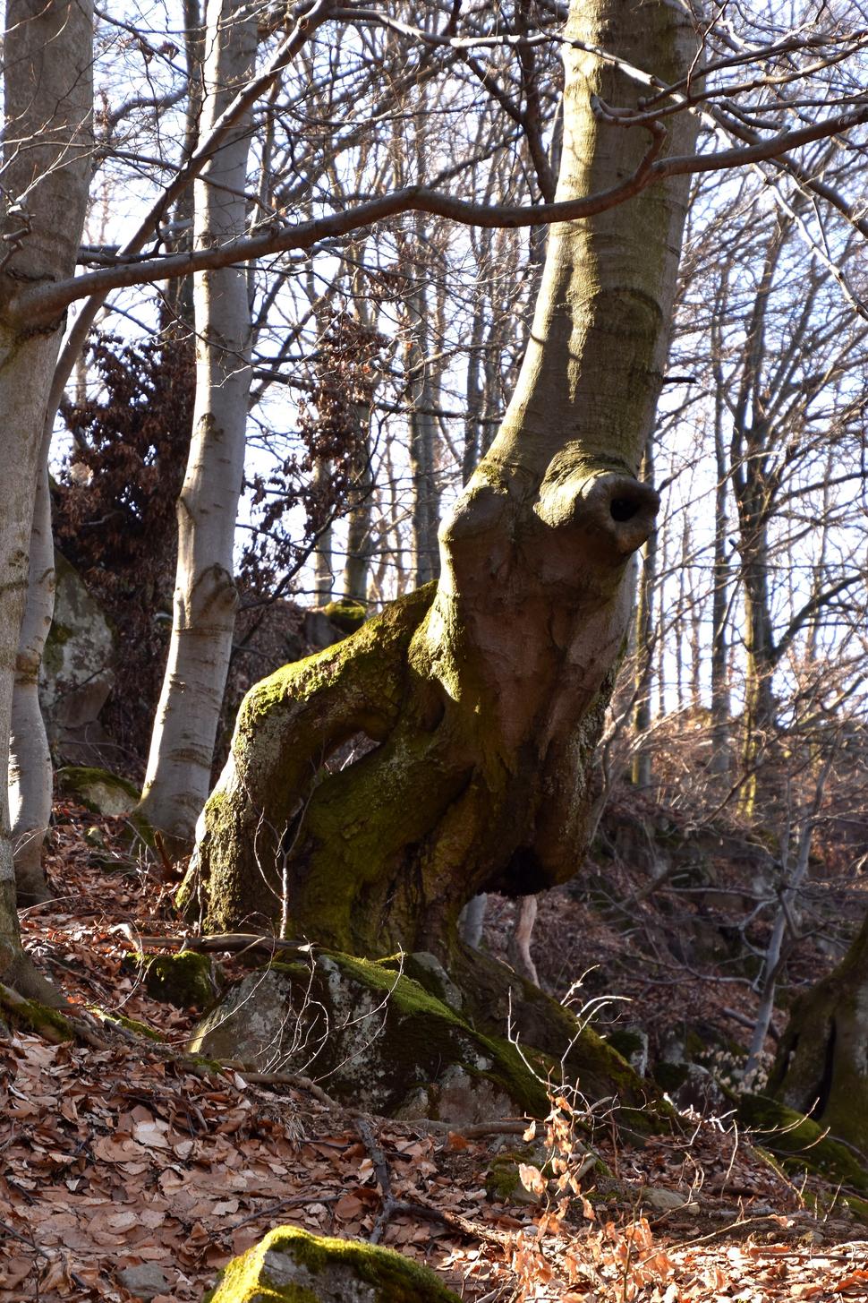 Obrázok blogu