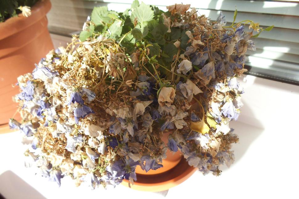 Campanula...