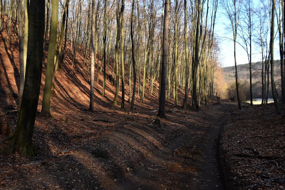 lesná cesta