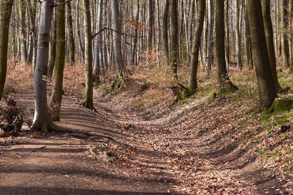 lesná cesta
