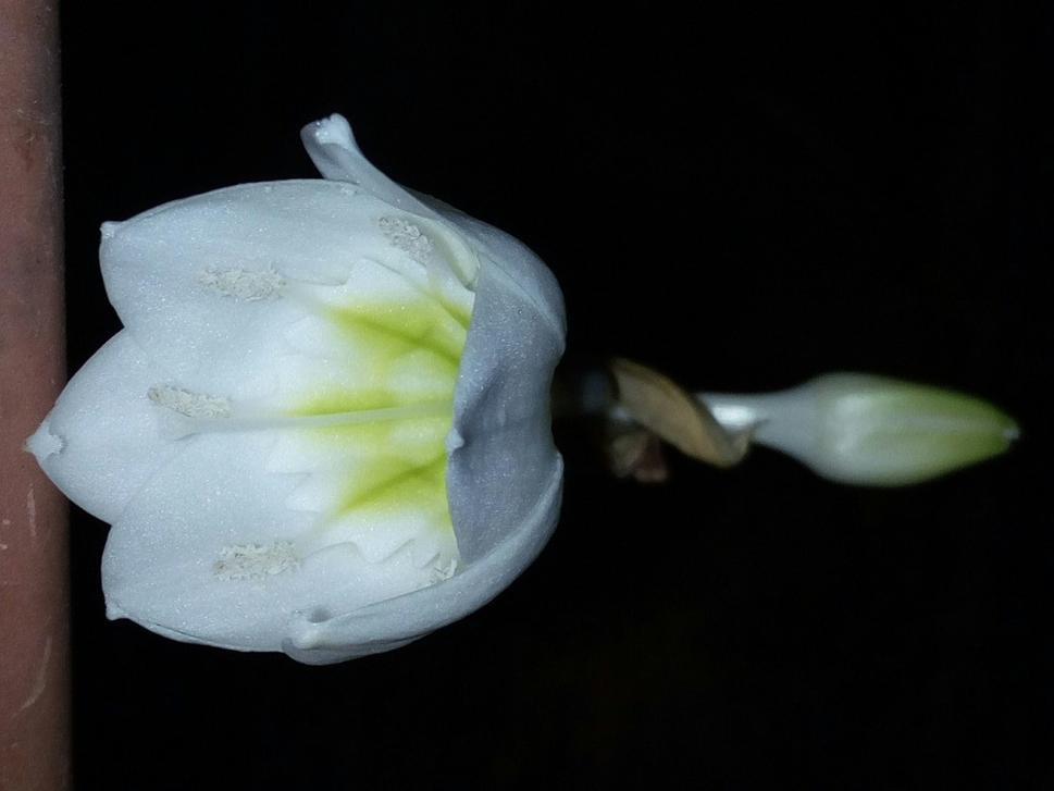 Eucharis grandiflora