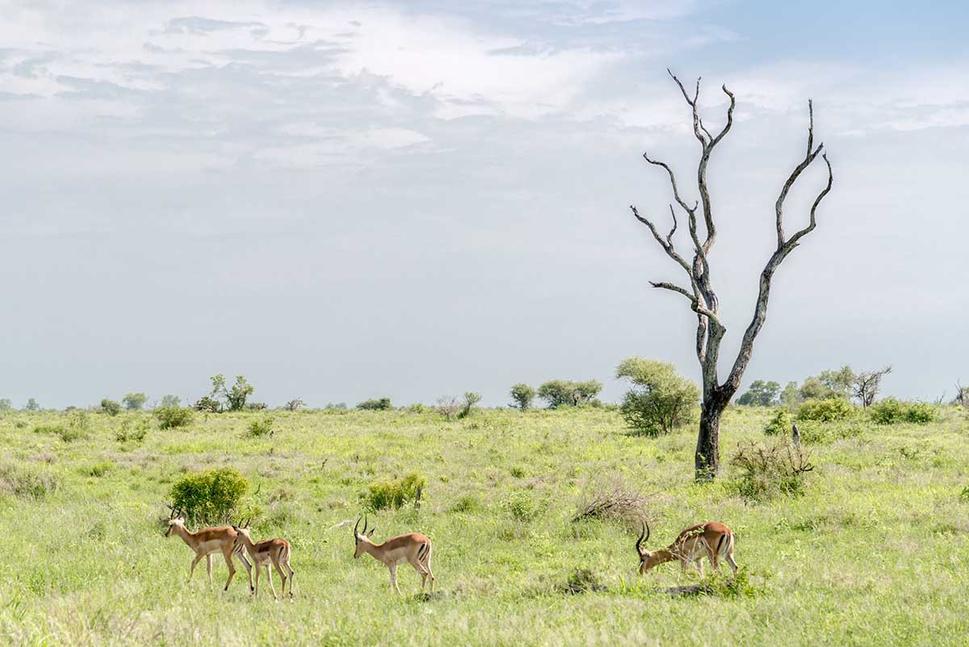 Cez Národný Park Kruger prechádza viacero klimatických pásiem