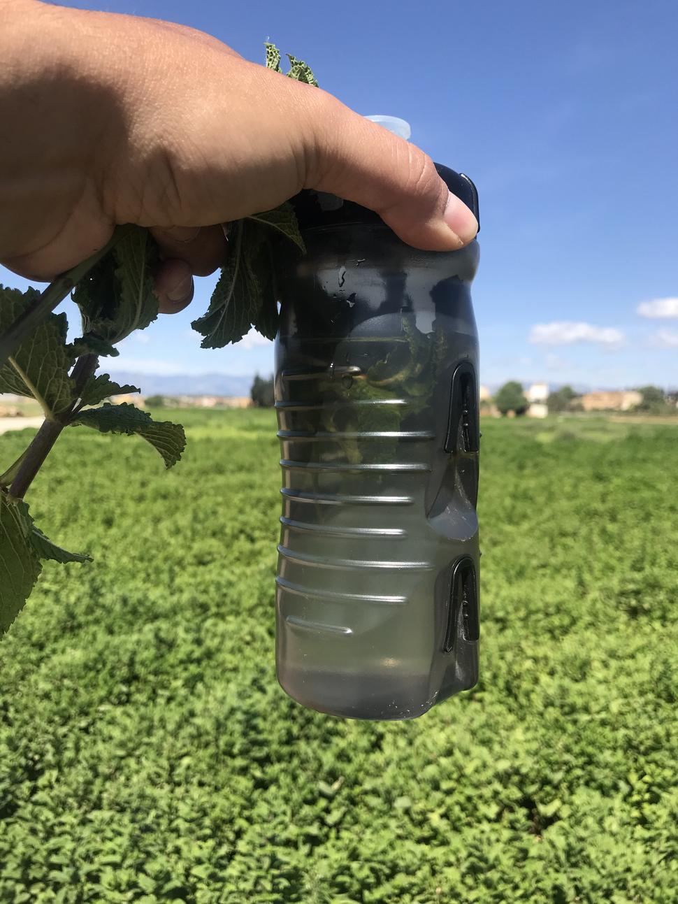Mätové polia v delte Rio Ebro.