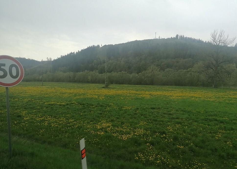 pri-cestná plantáž ala repka