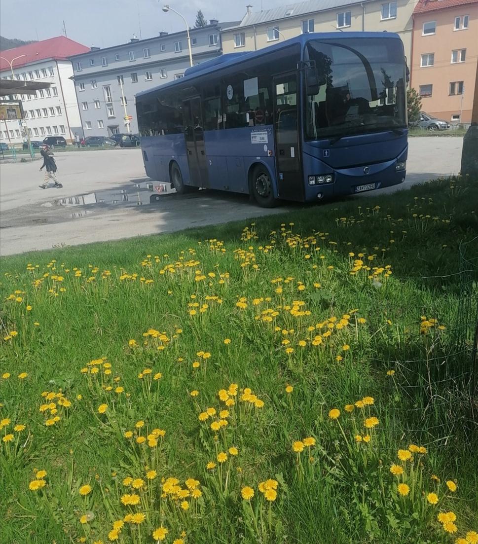 púpavienky pred-busové