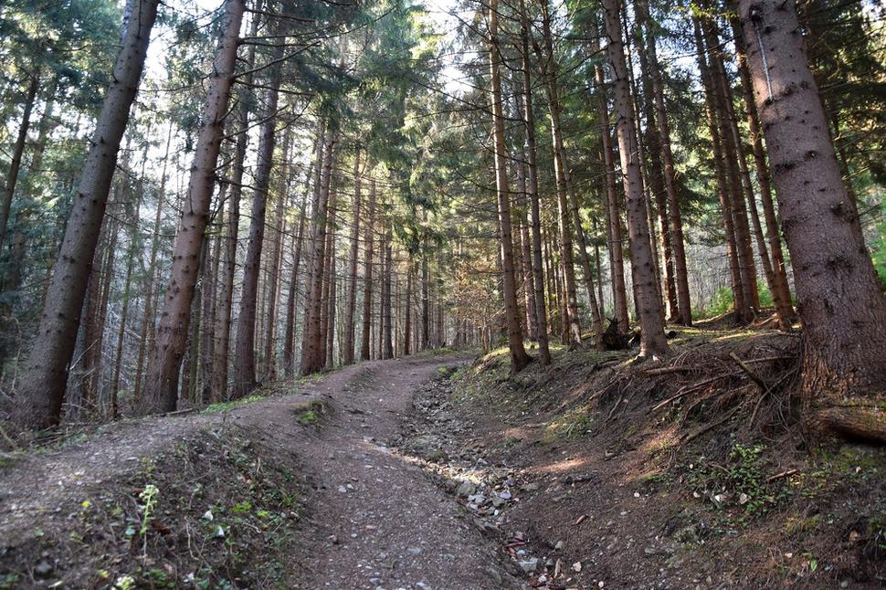 lesná cesta