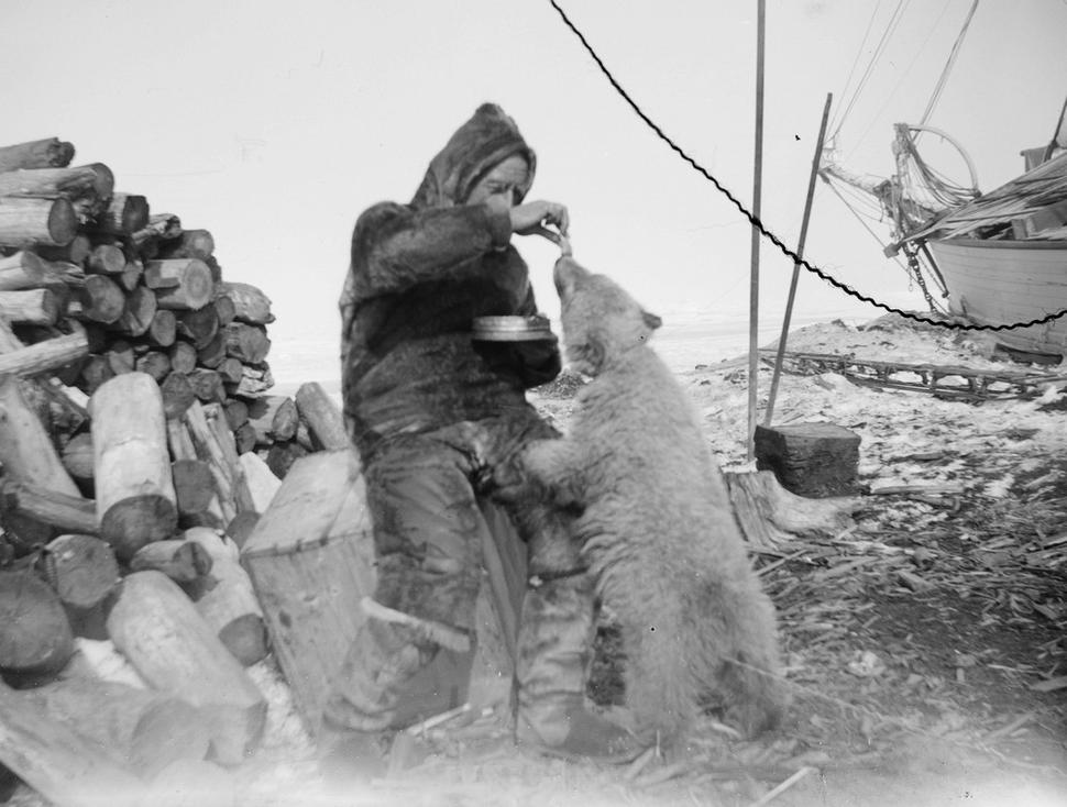 Amundsen kŕmi medvedie mláďa, ktoré stratilo matku. Po niekoľkých týždňoch museli mláďa utratiť.