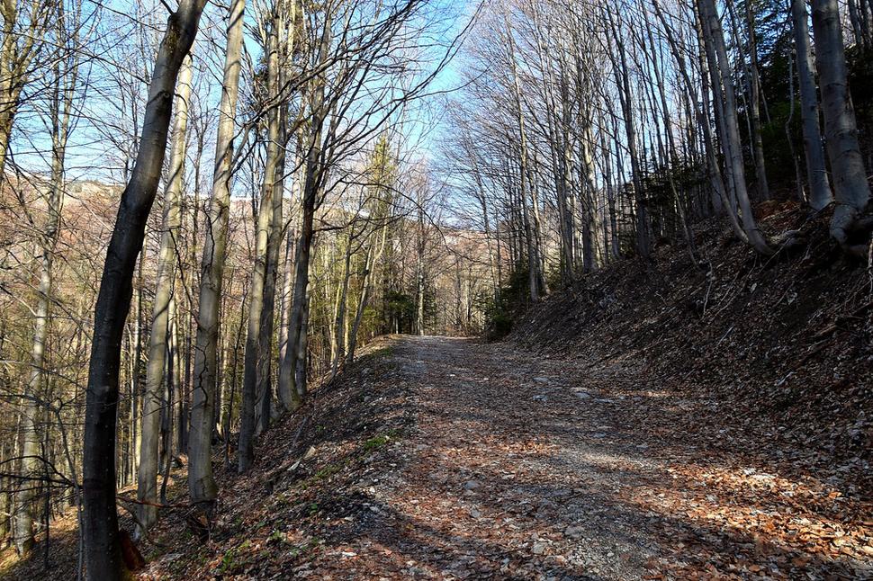 lesná cesta