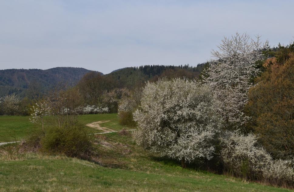 Obrázok blogu