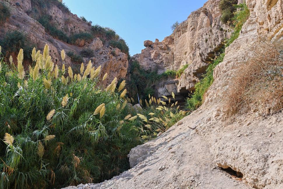 Národný park Ein-Gedi s rozlohou 25 km štvorcových je bohatý na rozmanitú flóru. Nachádza sa na východnej hranici Judskej púšte, na pobreží Mŕtveho mora.