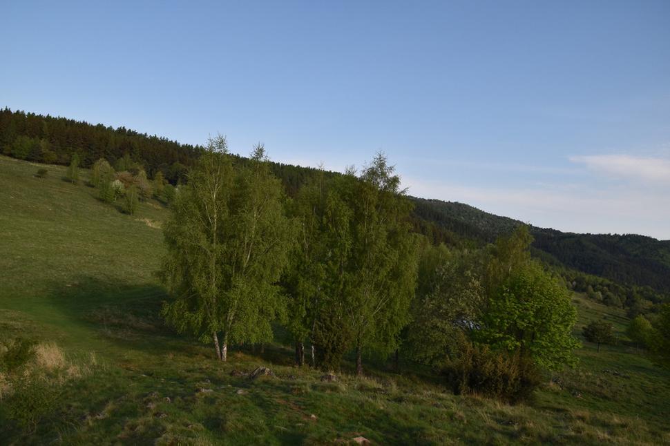 Jarabica, Šturiec