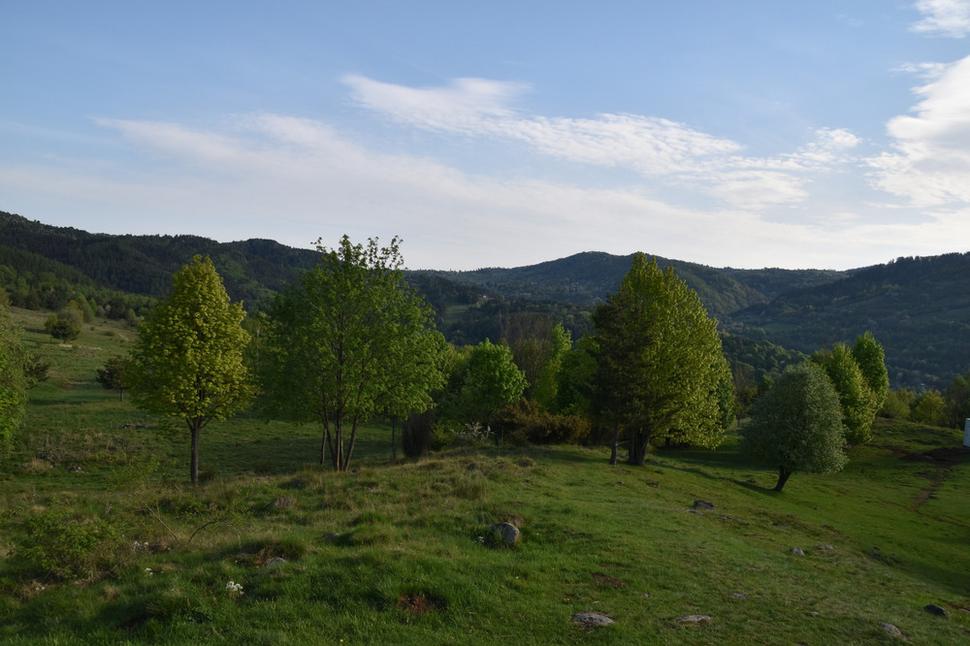 Trnovník, Revolta