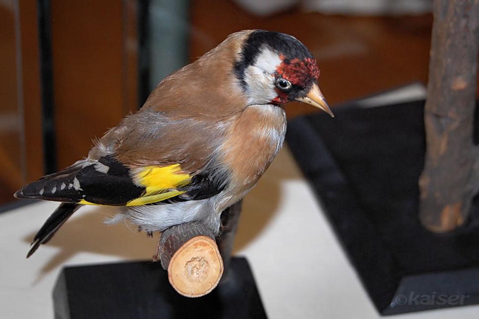Stehlík obyčajný (Carduelis cardueli).