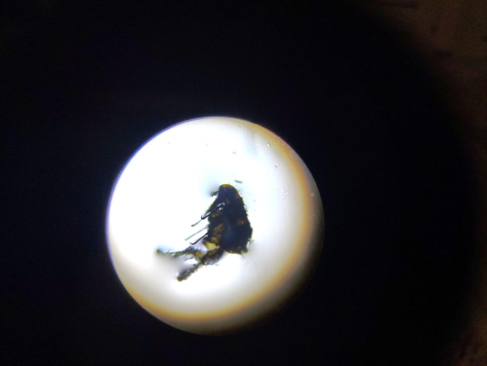 Blcha pod mikroskopom