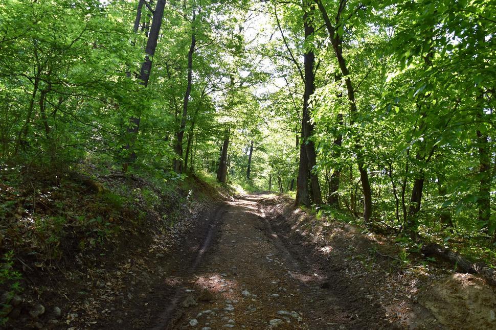 lesná cesta
