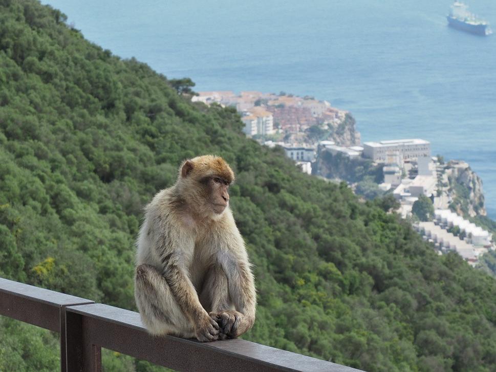 Gibraltarské opice