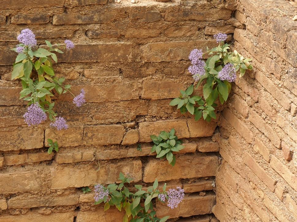 Alhambra