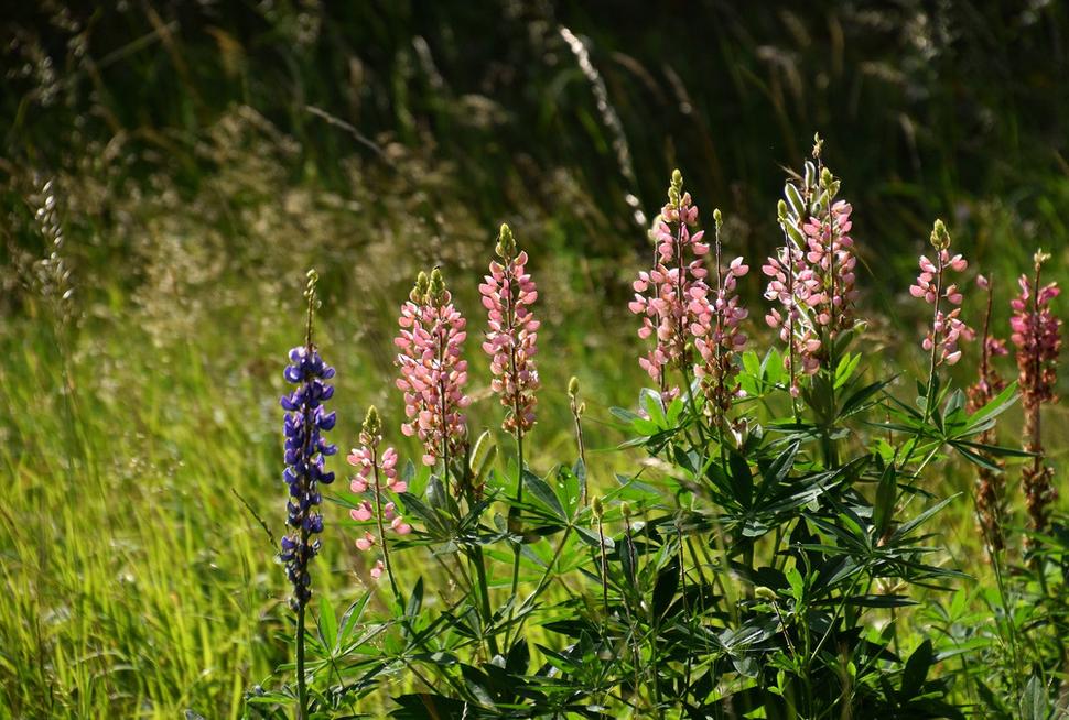 lupinus