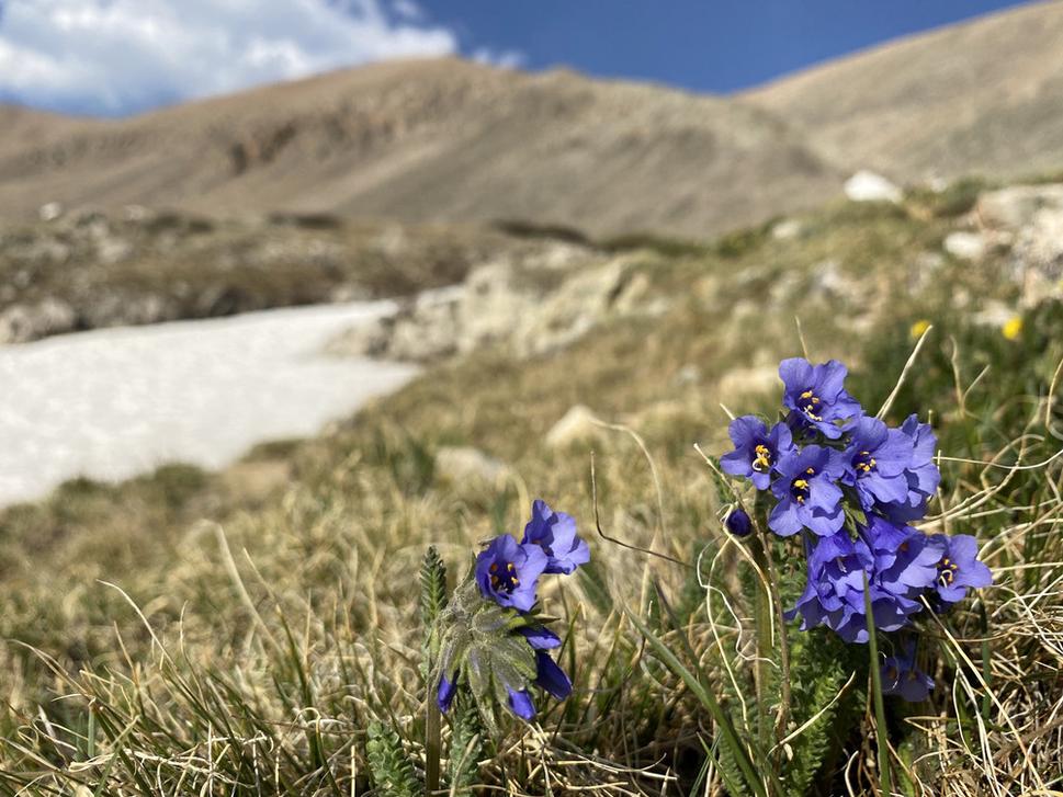 Nebeskí piloti (Polemonium viscosum).