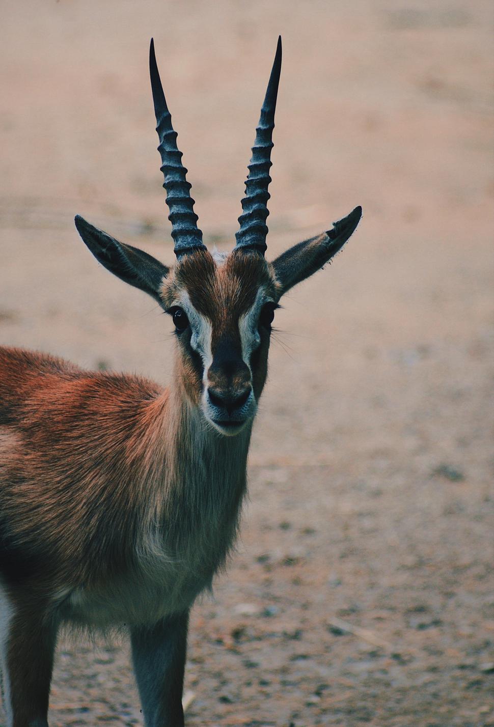 Nie som presne to, čo hľadáte, ale ponúkam dvakrát taký výkon! Foto: Jessy Hoffmann