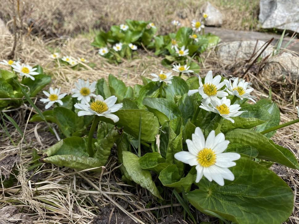 Mountain Marsh Marigold (Caltha leptosepala)