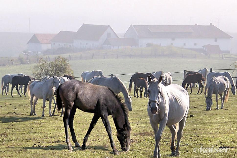 Žrebčín Košiar