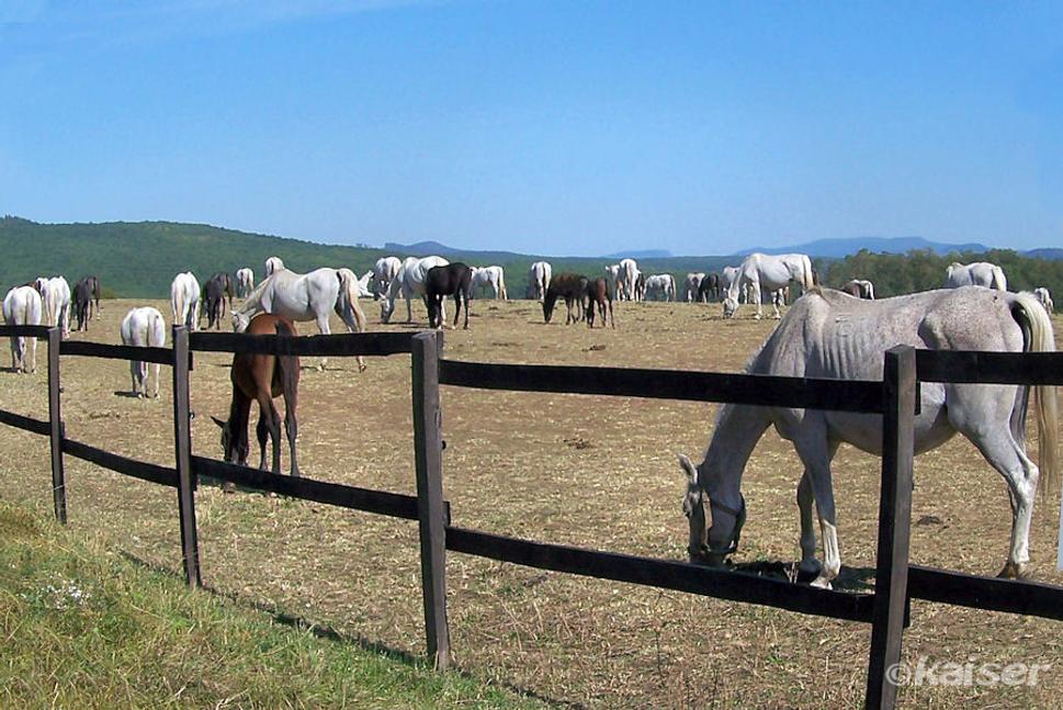 Pastviny na Košiari