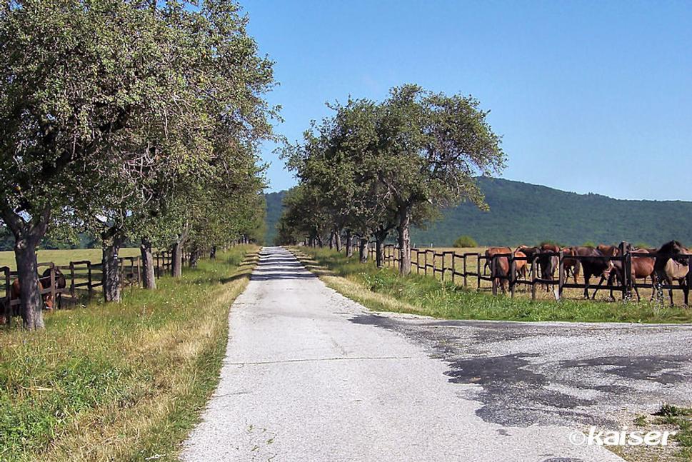 Pastviny žrebčína Backová - Hostie