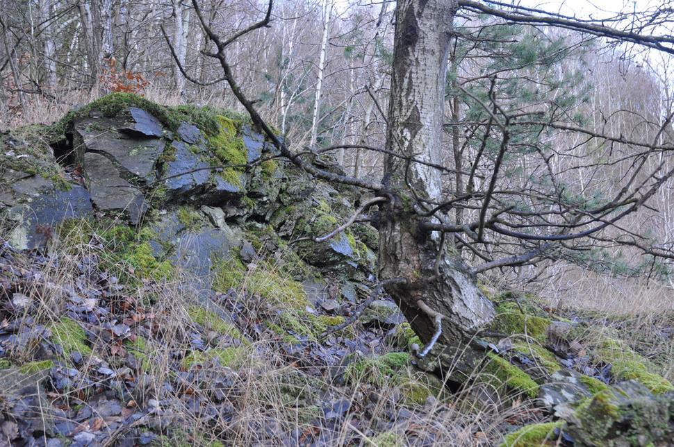 Bazgovič