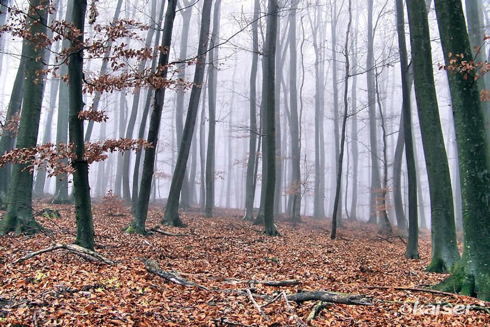 Polesie pod Cigánskou pažiťou