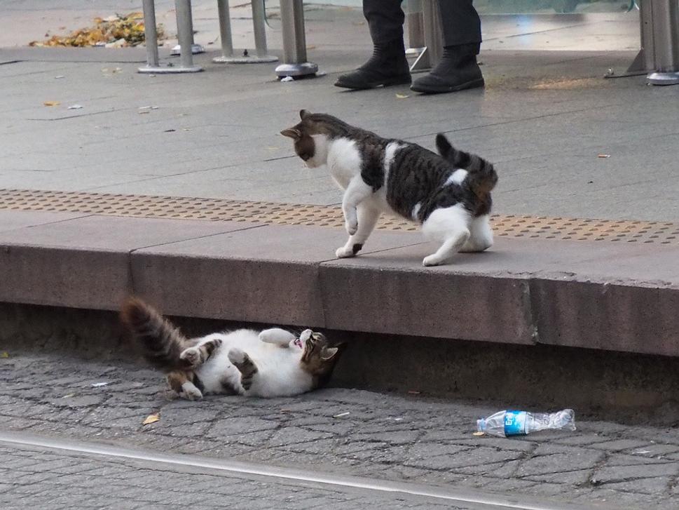 Mačence na trati