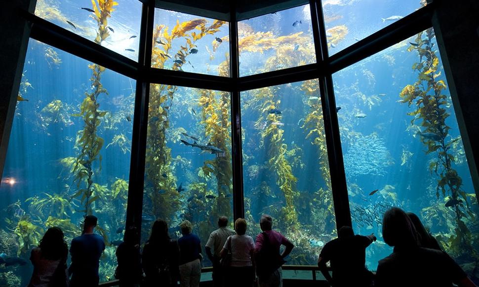 Monterey aquarium