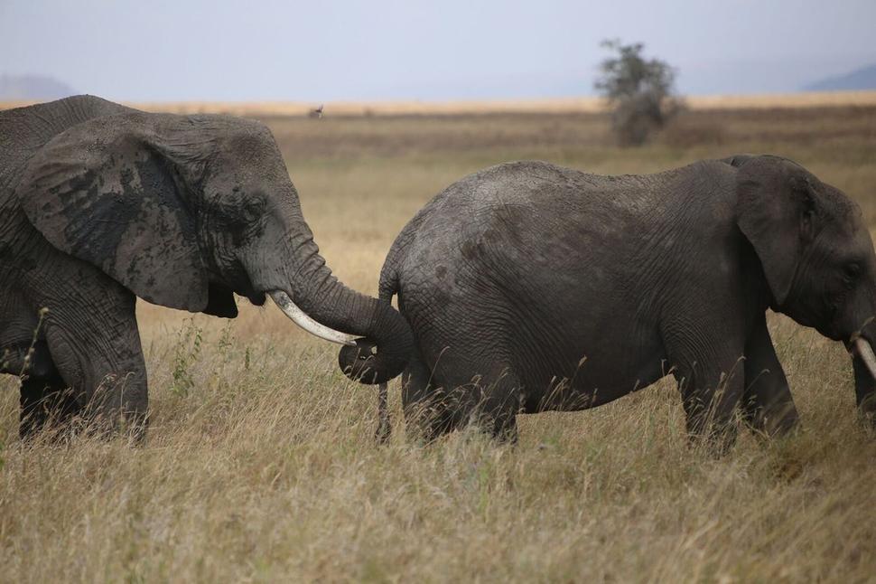 Slony - Národný park Serengeti
