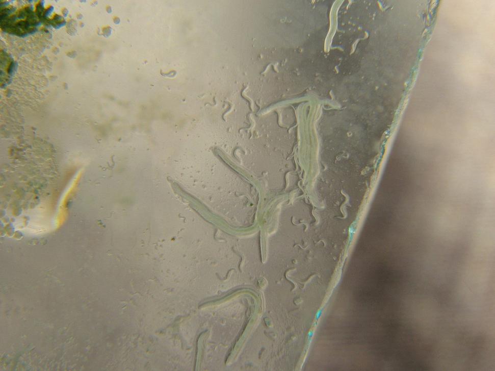 Zvětšený grindal na skle, ze kterého ho stírám rybám. Originální délka je asi 1 cm.
