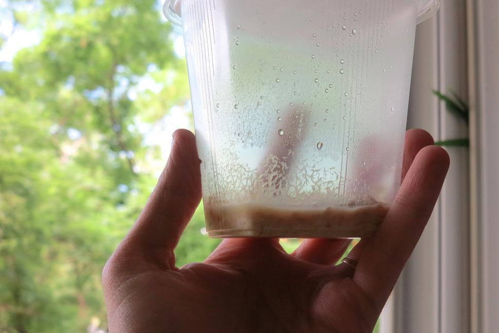 Miniaturní Walter Worms konzumují i ryby 5 cm velké. Jsou to pro ně takové "burské oříšky". Současně je velmi důležitý pro potěr živorodek.