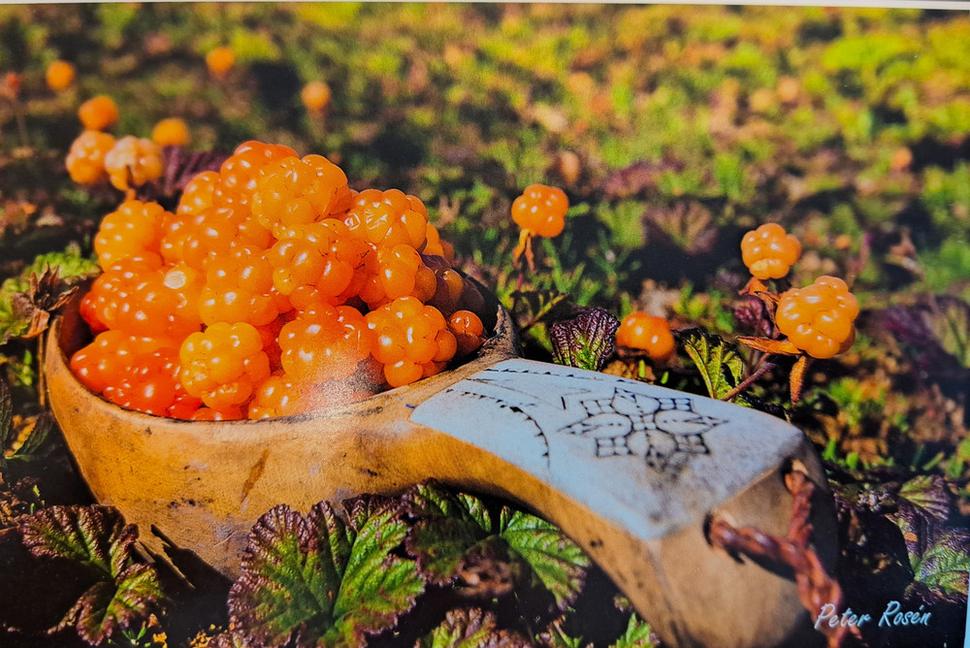 toto je Cloudberry - po našom Moruška - ja som to nepoznala, ale keďže sme pili šťavu z tohto ovocia, tak som si vyhľdala ako to vyzerá - rastie to ako jahody a vyzerá ako malina - má príjemnú sladkokyslú chuť