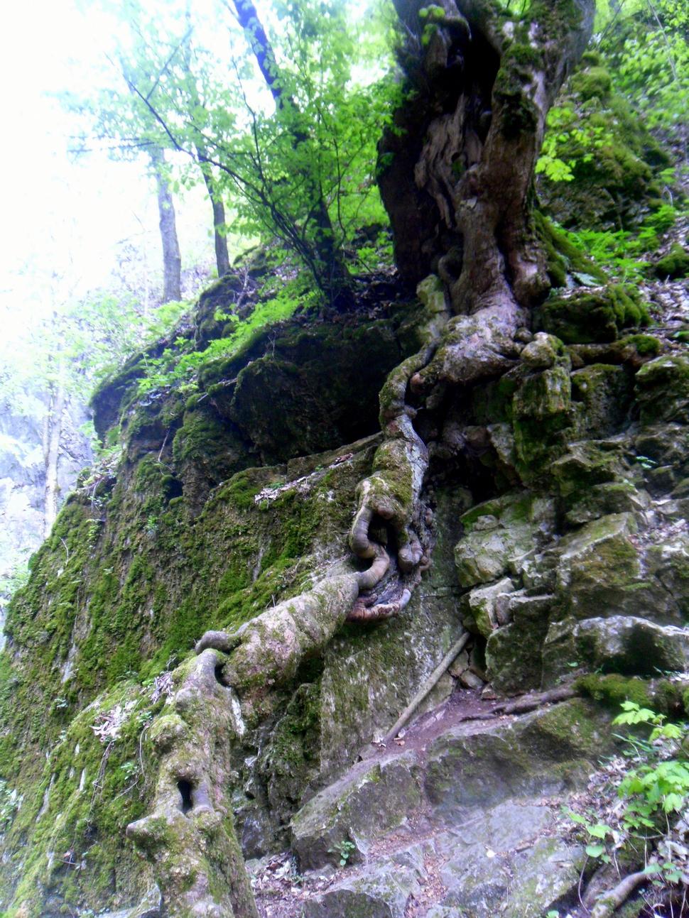 Moju pozornosť zaujal tento kmeň stromu