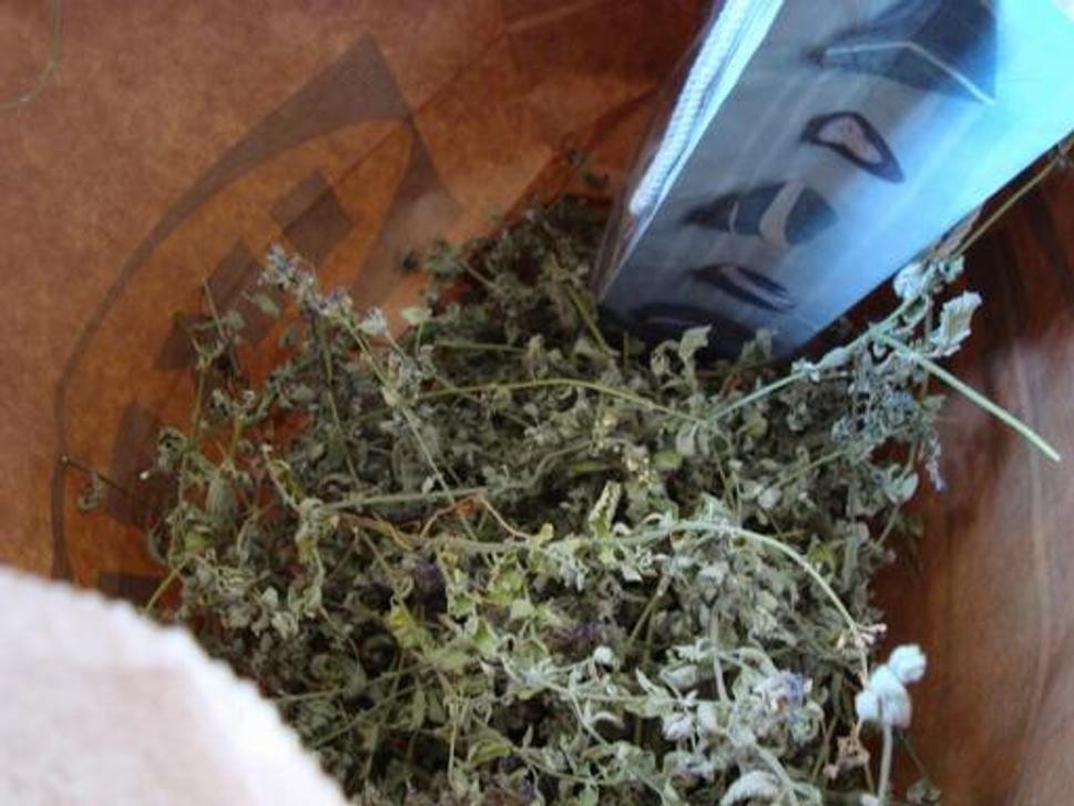 Nepeta pripravená k spracovaniu