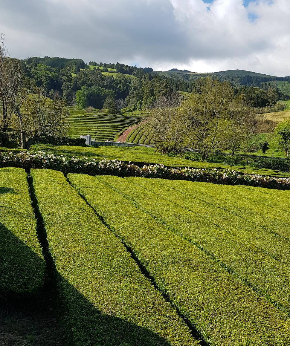 Čajové plantáže Gorreana.