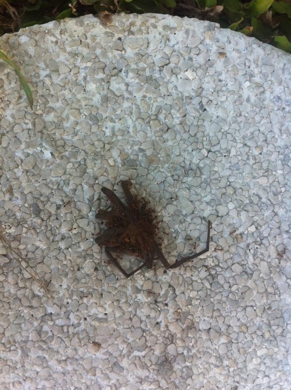 Mravce žerú pozostaky našej prvej tarantuly